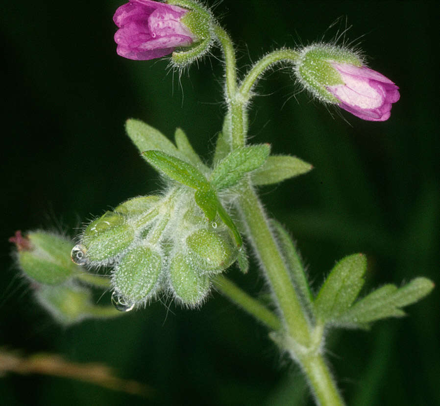 Image of dovefoot geranium