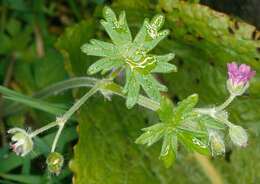 Image of dovefoot geranium