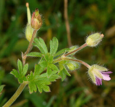 Imagem de Geranium pusillum L.