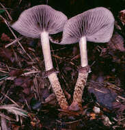 Image of Leratiomyces squamosus (Pers.) Bridge & Spooner 2008