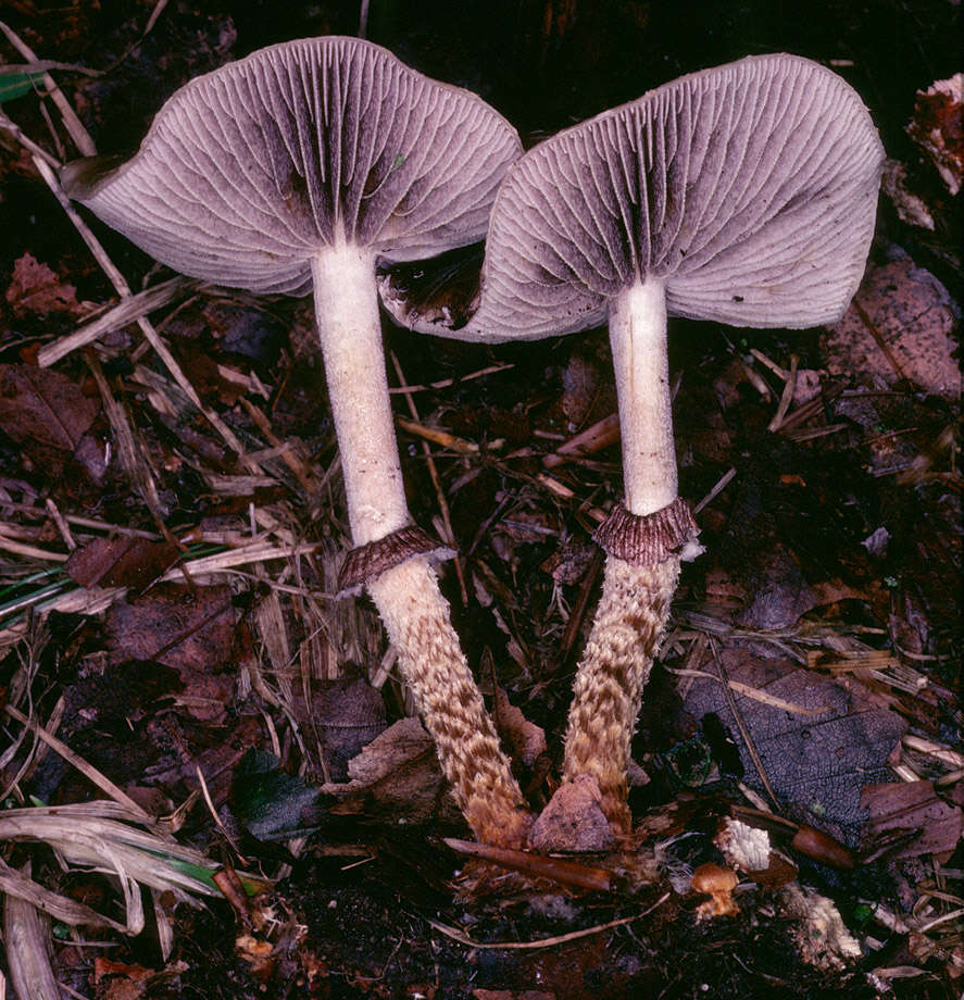 Image of Leratiomyces squamosus (Pers.) Bridge & Spooner 2008