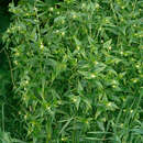 Image of European stoneseed