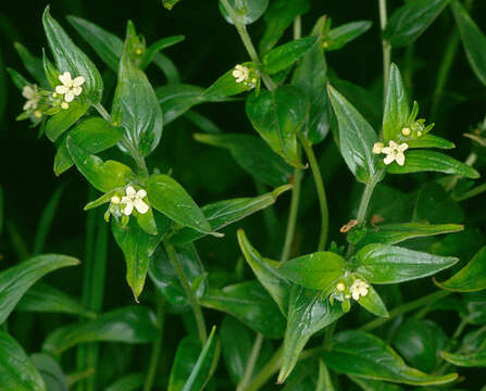 Image of European stoneseed