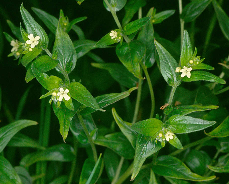 Lithospermum officinale L. resmi