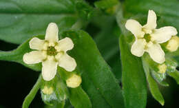 Lithospermum officinale L. resmi