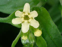 Lithospermum officinale L. resmi