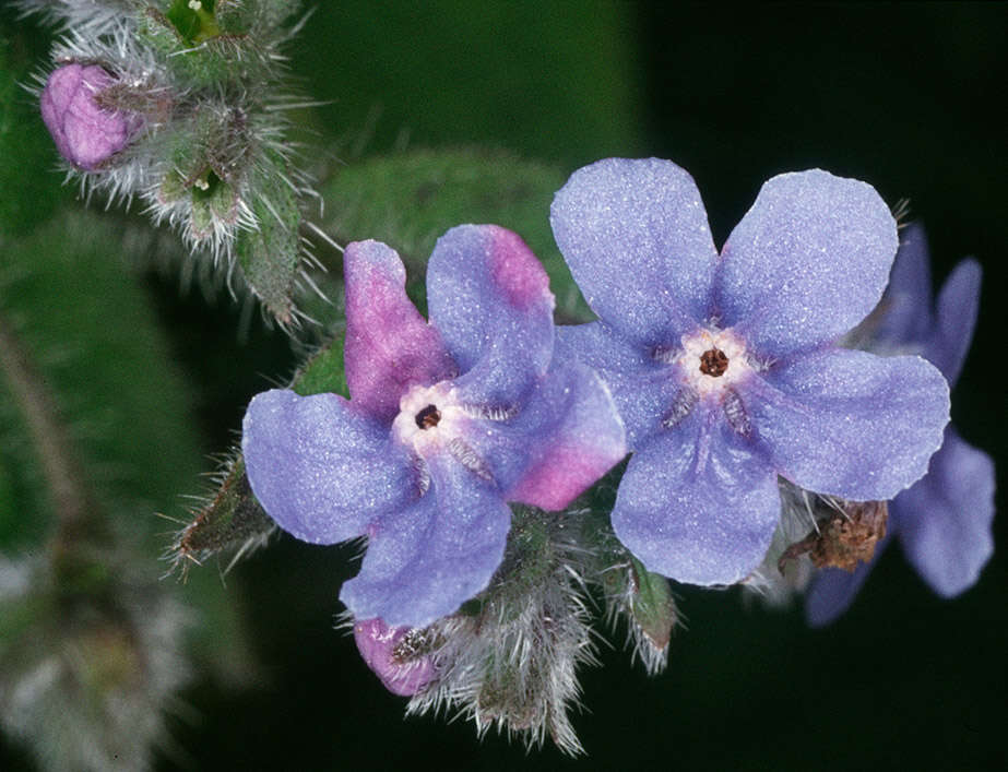 Image of pentaglottis