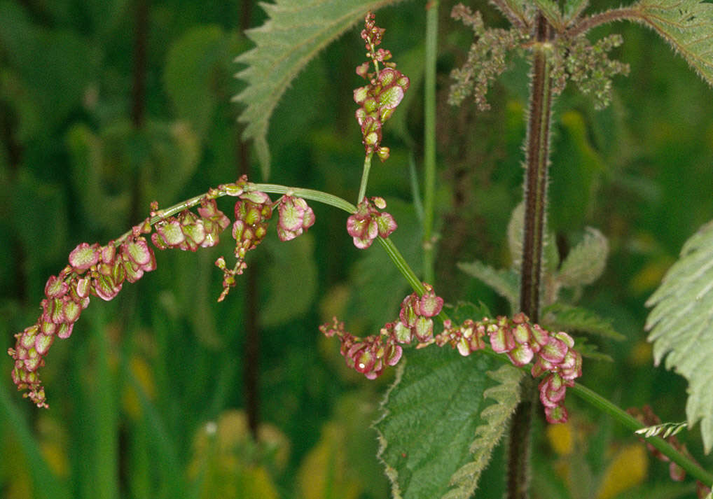 Image of Common Sorrel