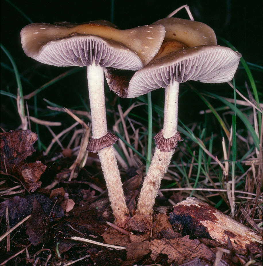 Image of Leratiomyces squamosus (Pers.) Bridge & Spooner 2008