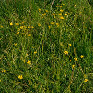 Image of Lesser Spearwort