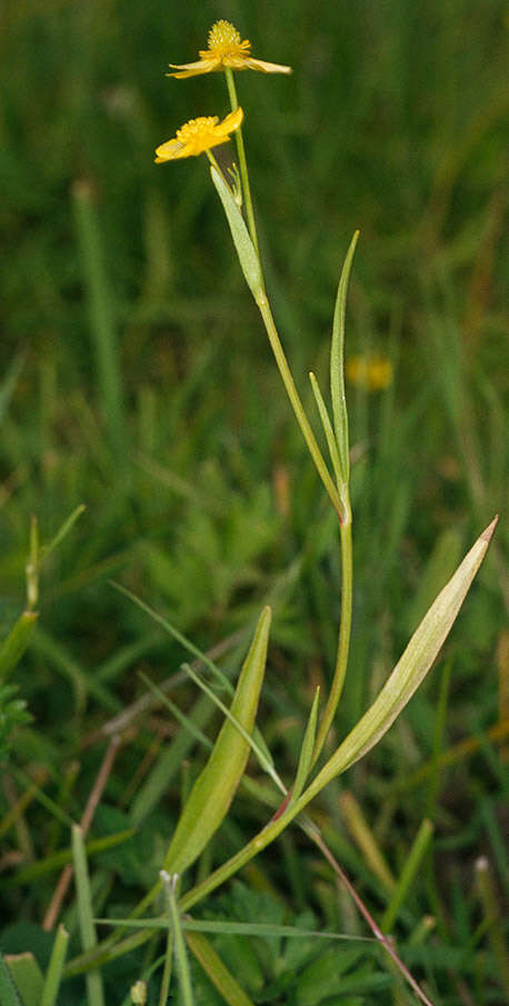 Image of Lesser Spearwort