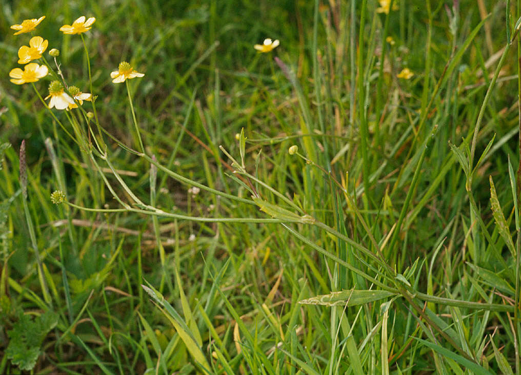 Image of Lesser Spearwort