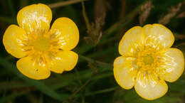 Image of Lesser Spearwort