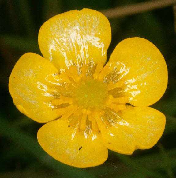 Image of Lesser Spearwort