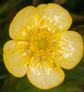 Image of Lesser Spearwort