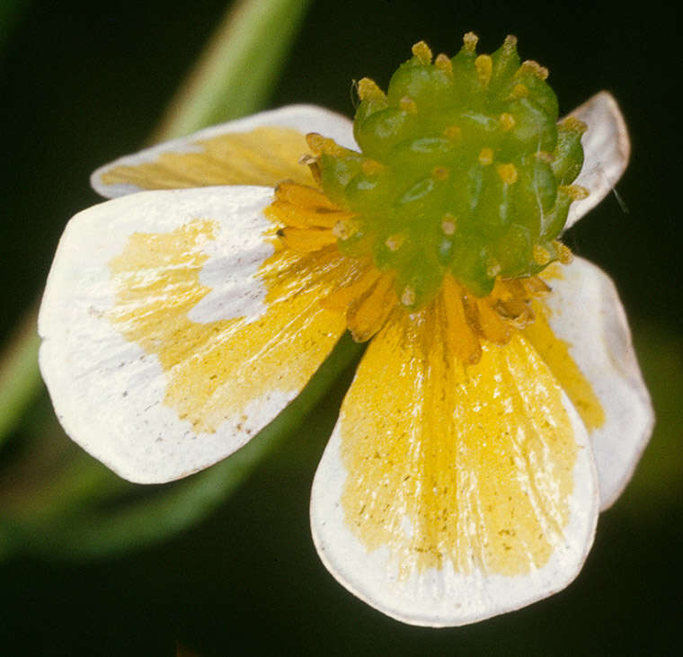 Image of Lesser Spearwort