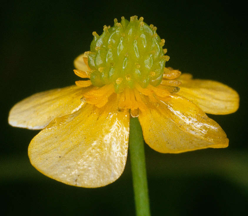 Image of Lesser Spearwort