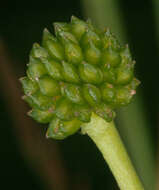 Image of Lesser Spearwort