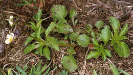 Image of Field Pansy