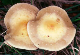 Image of Leratiomyces squamosus (Pers.) Bridge & Spooner 2008