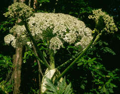 Image de berce du caucase