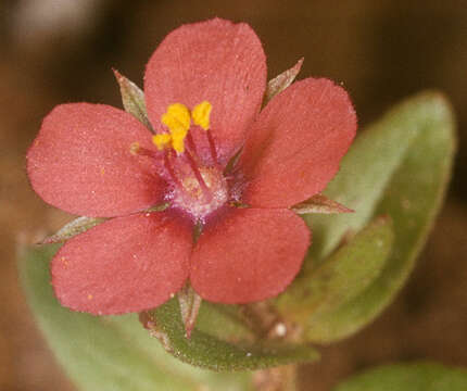 Image of Anagallis arvensis subsp. arvensis