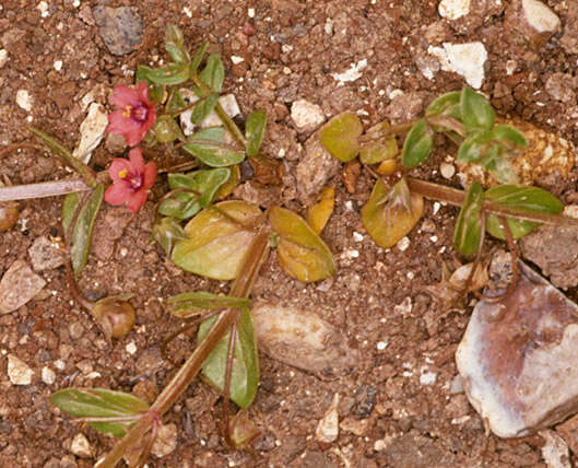 Image of Anagallis arvensis subsp. arvensis