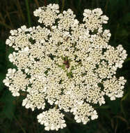 Imagem de Daucus carota subsp. carota