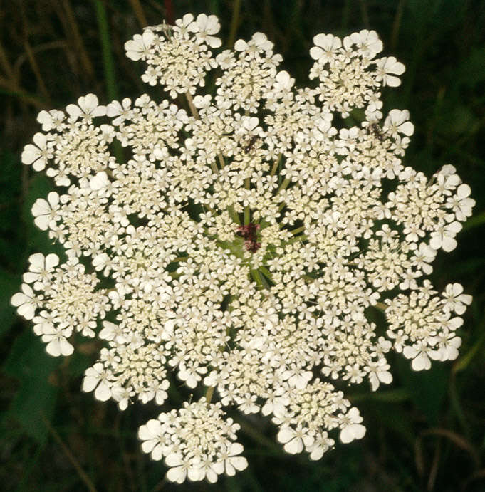 Image of Queen Anne's lace