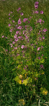 Image of high mallow