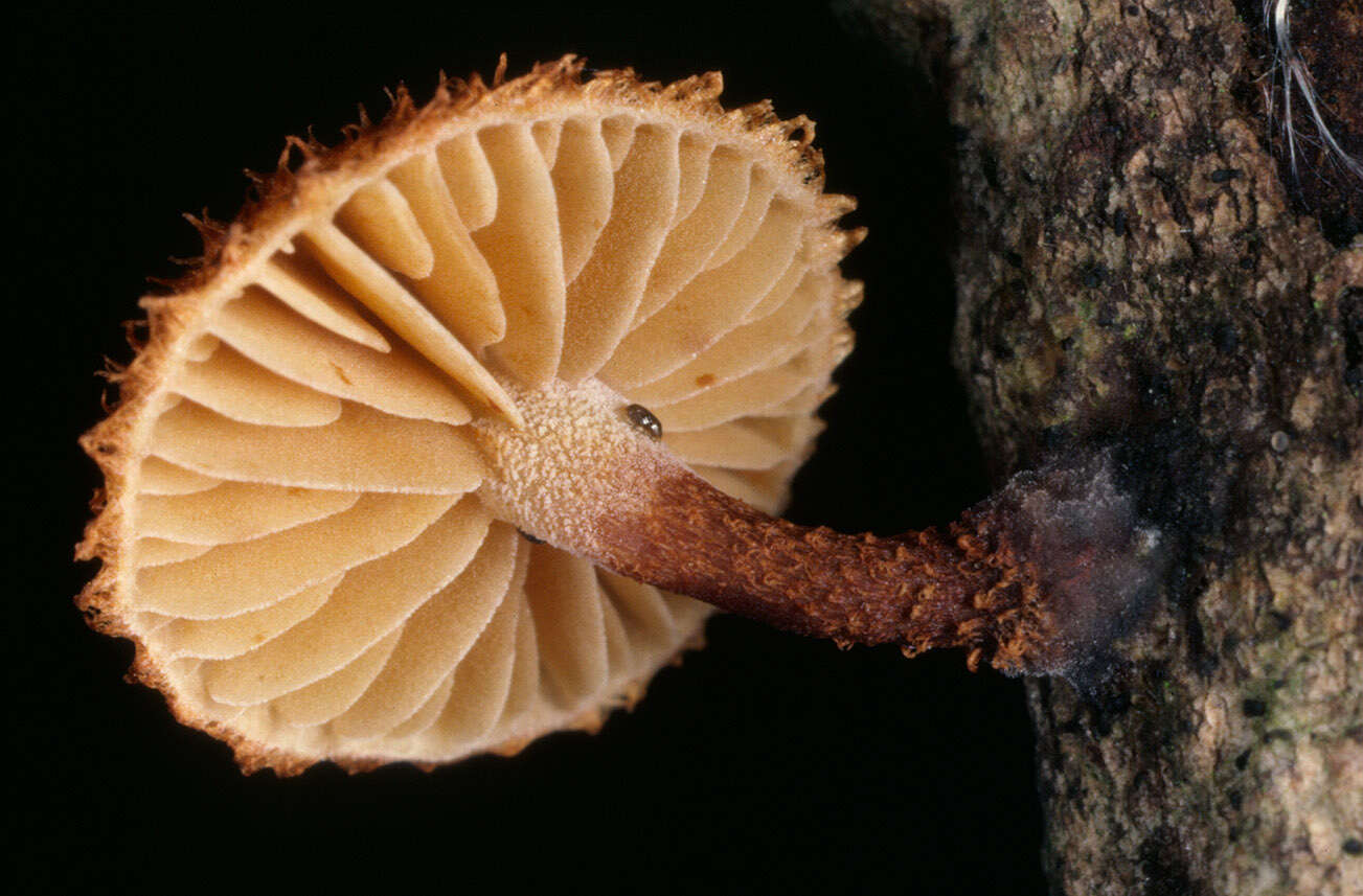 Image of Phaeomarasmius erinaceus (Fr.) Scherff. ex Romagn. 1937