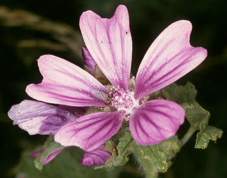 Image de Grande mauve