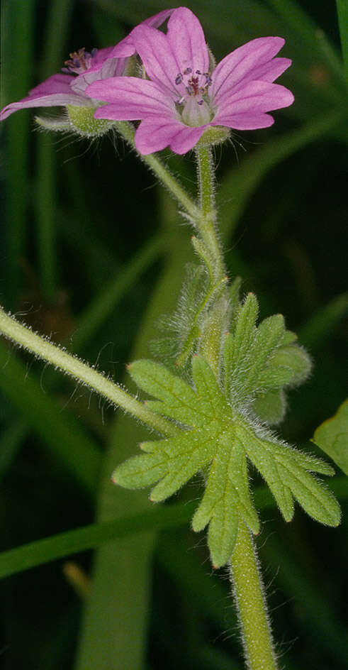 Image of dovefoot geranium