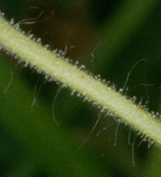 Image of dovefoot geranium