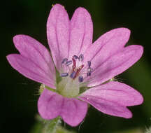 Image of dovefoot geranium