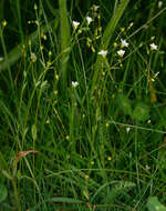 Image of purging flax, fairy flax