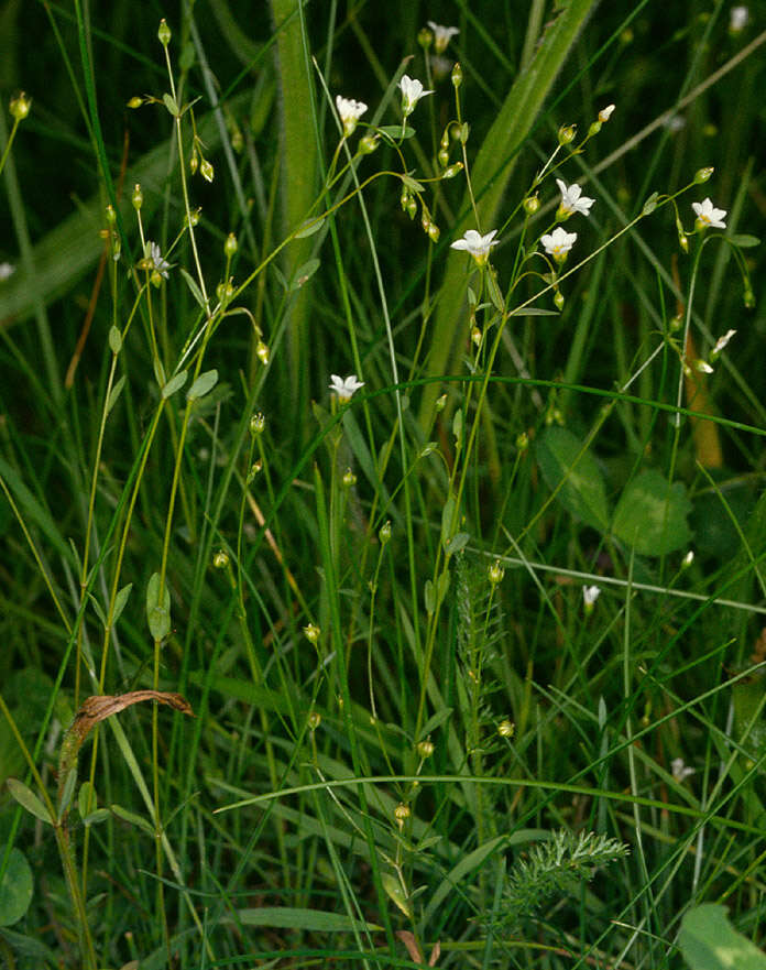 Image of purging flax, fairy flax