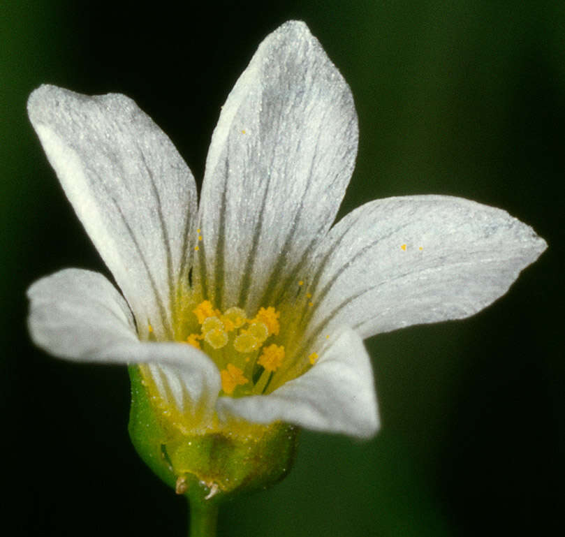 Image of purging flax, fairy flax