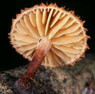 Image of Phaeomarasmius erinaceus (Fr.) Scherff. ex Romagn. 1937