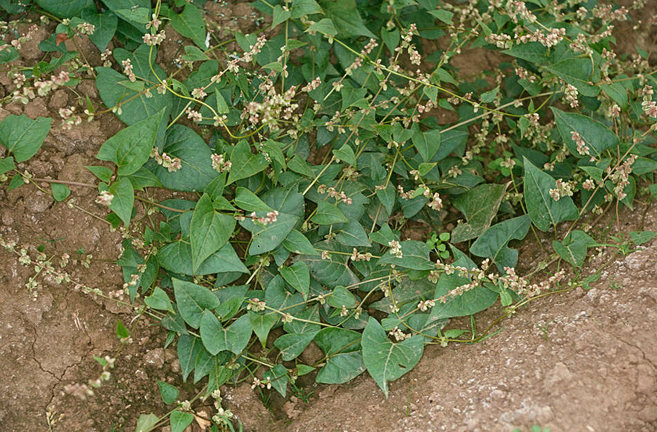 Image of Black Bindweed