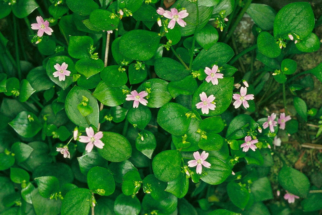 Image of Siberian springbeauty