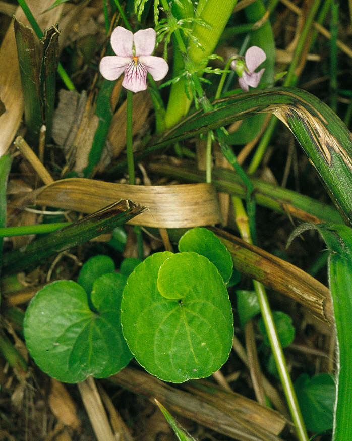 Plancia ëd Viola palustris L.