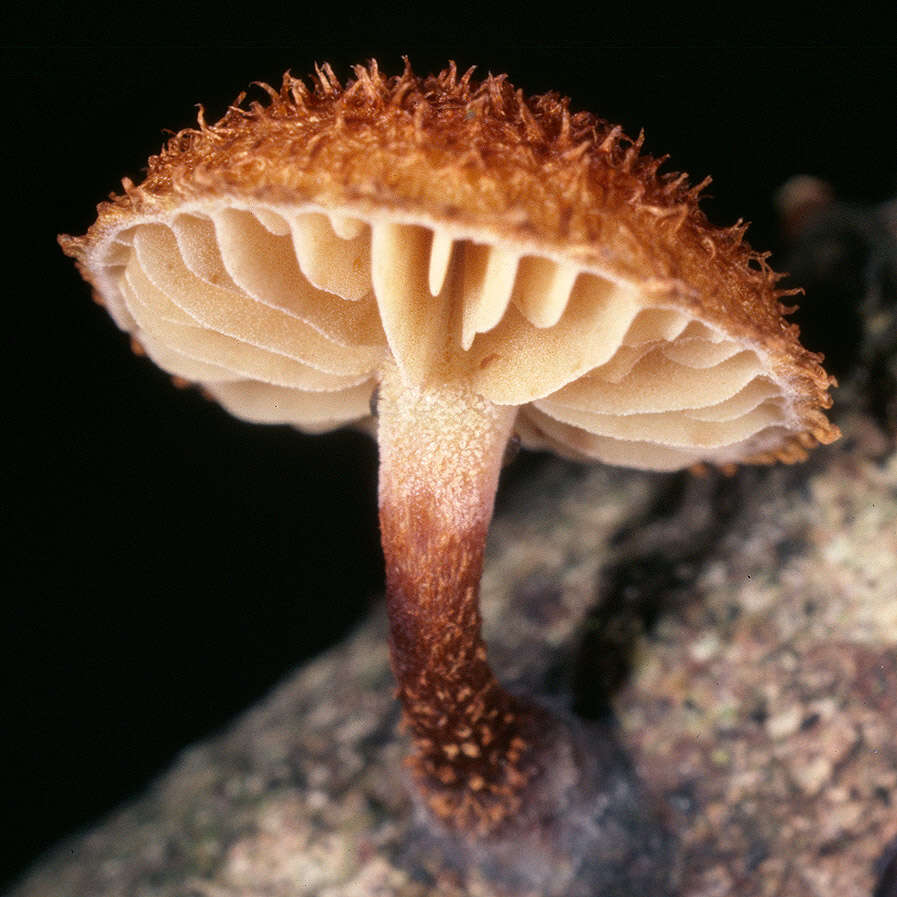 Image of Phaeomarasmius erinaceus (Fr.) Scherff. ex Romagn. 1937