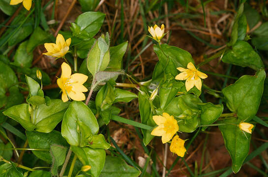 Image of Lysimachia nemorum L.