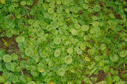 Imagem de Hydrocotyle vulgaris L.