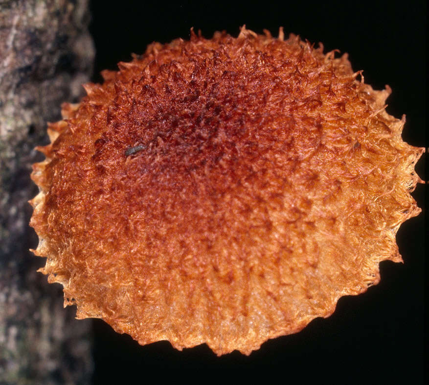 Image of Phaeomarasmius erinaceus (Fr.) Scherff. ex Romagn. 1937