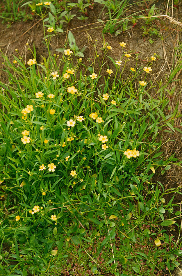 Image of Lesser Spearwort