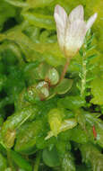 Image of bog pimpernel