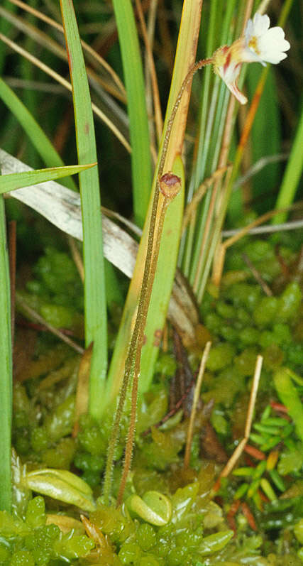 Image of Pinguicula lusitanica L.