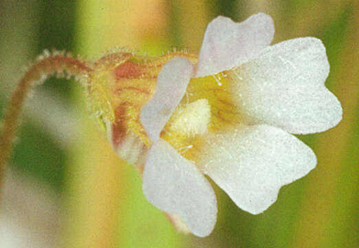 Image of Pinguicula lusitanica L.